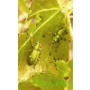 Phyllobius argentatus (Linnaeus, 1758) Naliściak srebrnik